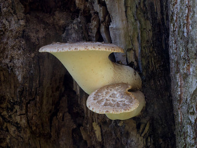 Dryad's Saddle Fungus