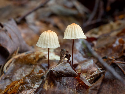 Orange Pinwheel Mushroom