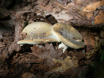 Green Quilt Russula Mushroom