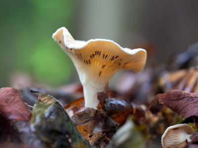 Common Funnel Mushroom