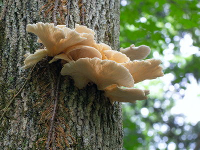 Summer Oyster Mushroom