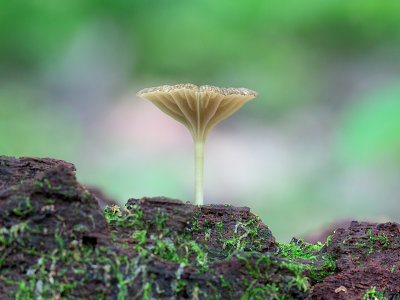 Grey Waxcap Mushroom