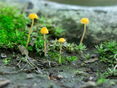 Orange Moss Agaric Mushroom