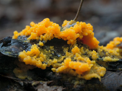 Slime Mold