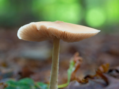 Straight-stalked Entoloma Mushroom