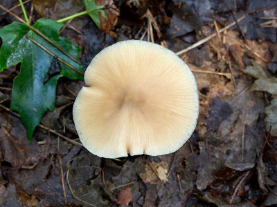 Straight-stalked Entoloma Mushroom