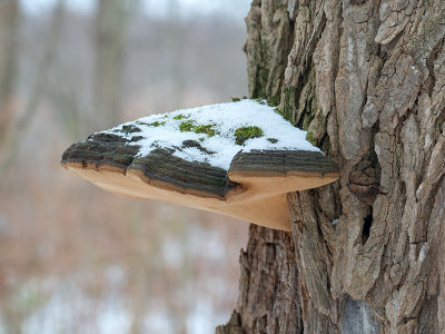 Cracked Cap Polypore Fungus