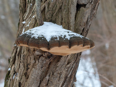 Cracked Cap Polypore Fungus