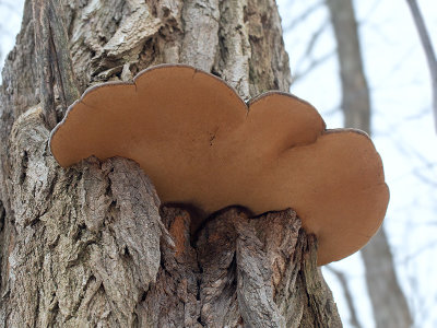 Cracked Cap Polypore Fungus