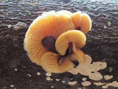 Velvet Foot Mushrooms