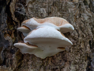 Artist's Conk Mushroom