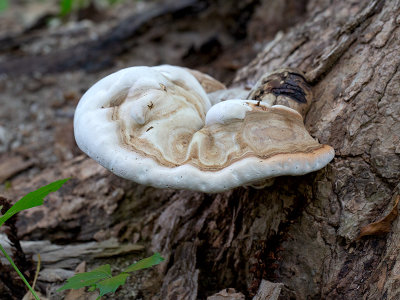 Artist's Conk Mushroom