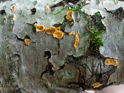 Hairy Parchment Fungus