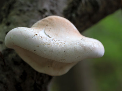 Birch Polypore Mushroom