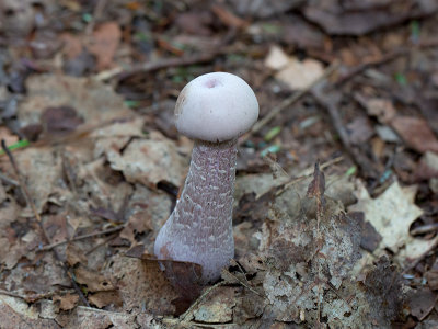 Purple Laccaria Mushroom
