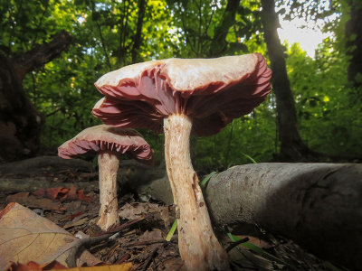 Purple Laccaria Mushrooms