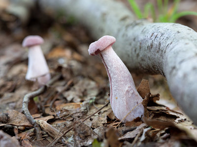 Purple Laccaria Mushrooms