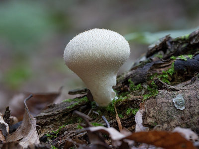 Common Puffball Mushroom