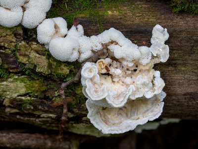 Milk-white Toothed Polypore Fungus