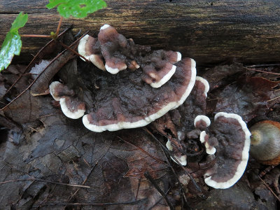 Silverleaf Fungus