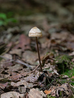 Mushroom