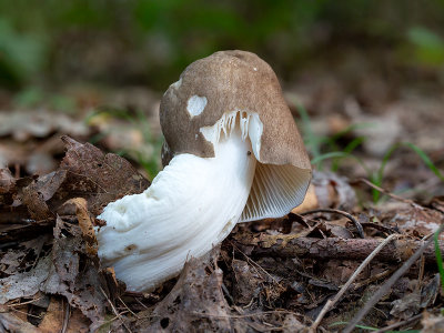 Deer Mushroom