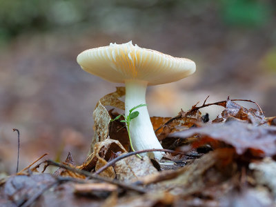 Copper Brittlegill Mushroom