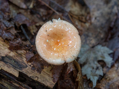 Copper Brittlegill Mushroom