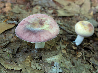 Russula Mushroom