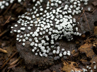 Slime Mold