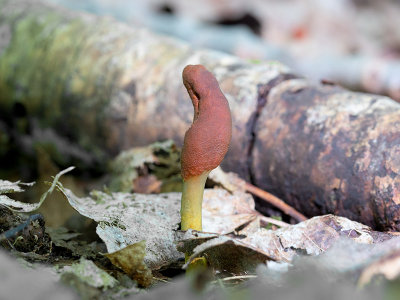 Goldenthread Cordyceps Fungus