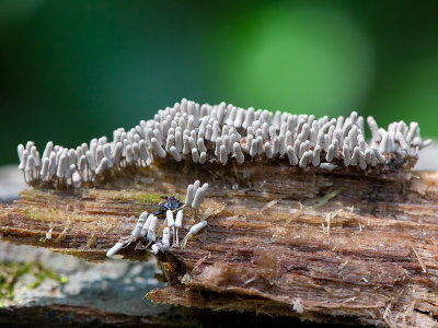 Carnival Candy Slime Mold