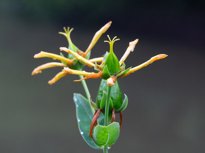 Great St. Johnswort Fruit