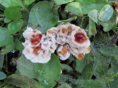 Oak Bracket Fungus