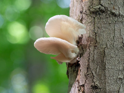 Summer Oyster Mushroom