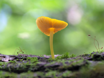 Yellow Pluteus Mushroom