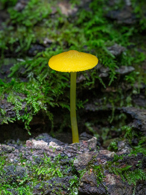 Yellow Pluteus Mushroom