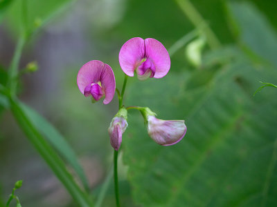 Narrow-leaved Everlasting Pea