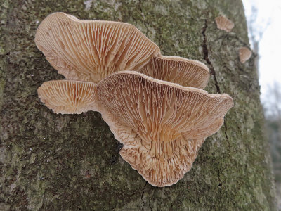 Gilled Polypore Mushroom