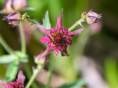 Marsh Cinquefoil