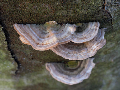 Gilled Polypore Mushroom