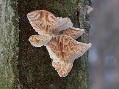 Gilled Polypore Mushroom
