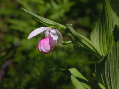 Showy Lady's Slipper Orchid