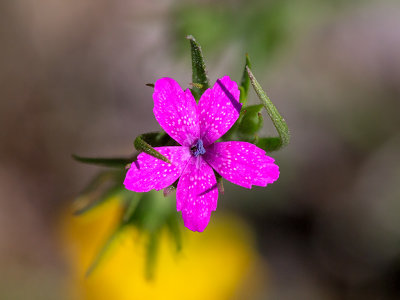 Deptford Pink