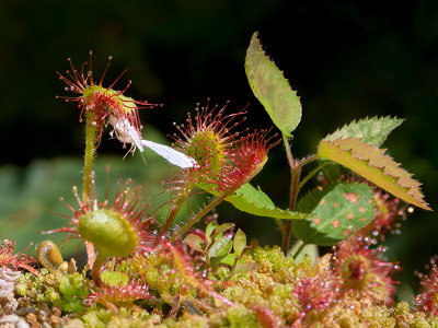 Round-leaved Sundew Eats Moth