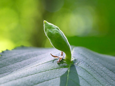 Elm Sack Gall on Slippery Elm