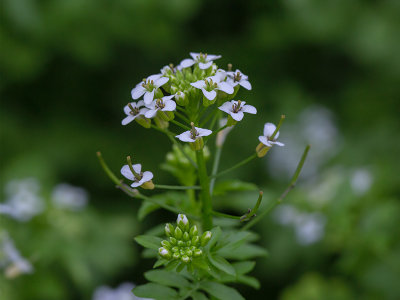 Watercress