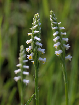 Wide-leaved Ladies'-tresses Orchid