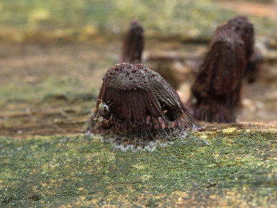 Beetles Mating on Chocolate Tube Slime Mold