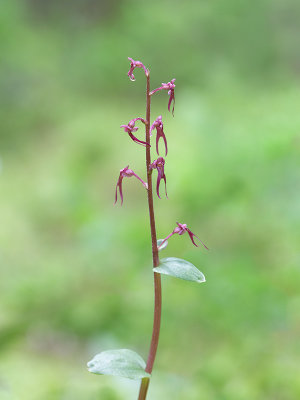 Southern Twayblade Orchid